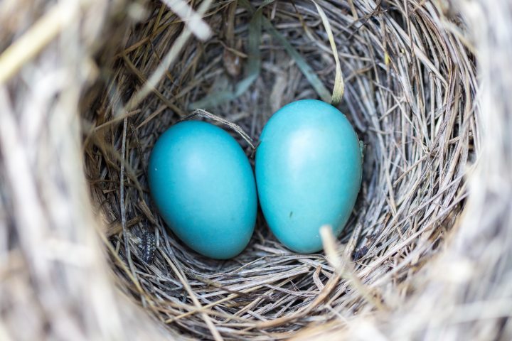 avian-bird-nest-birth-158734